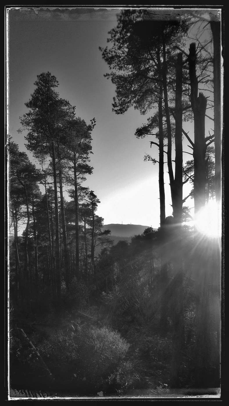 52 week Black and&nbsp;White.