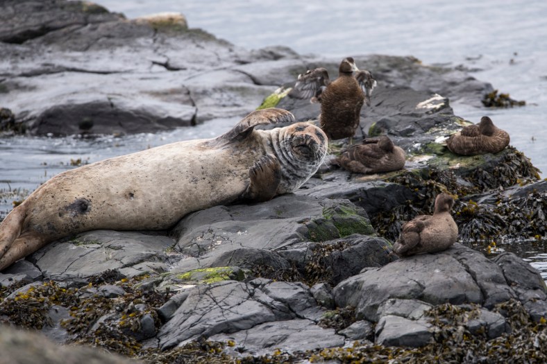 A walk on Rathlin island part&nbsp;2.
